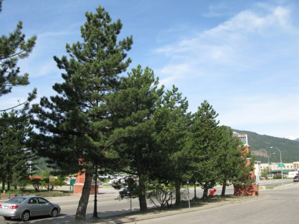 Pinus ponderosa - Image 5