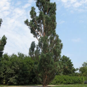 Pinus sylvestris Fastigiata