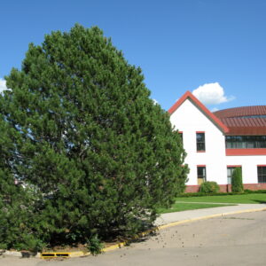 Pinus uncinata