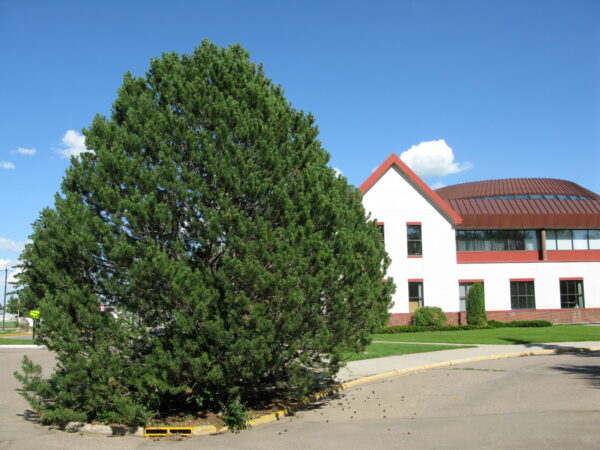Pinus uncinata