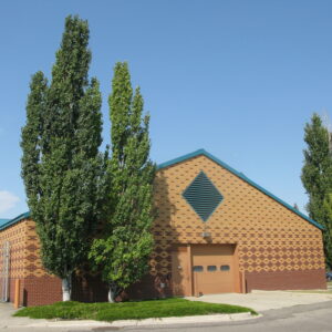 Populus tremula erecta
