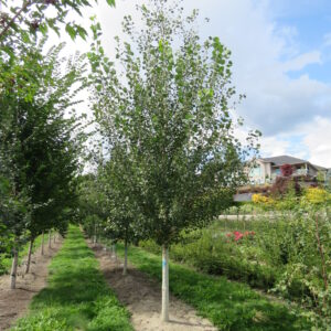 Populus tremuloides Amigo