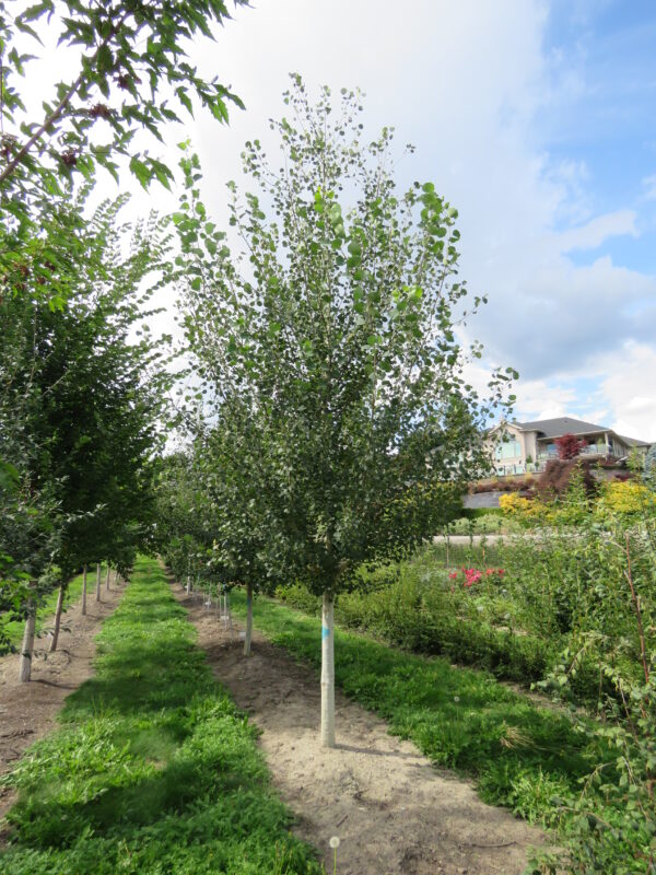 Populus tremuloides Amigo