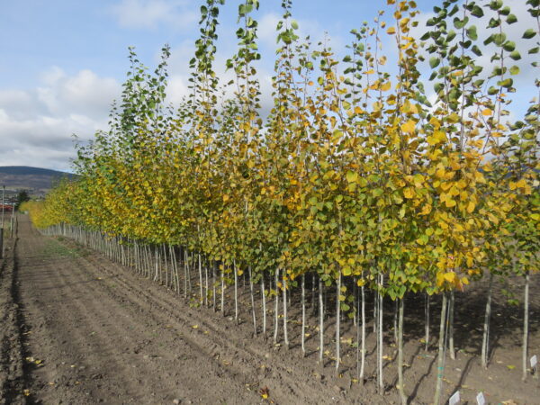 Populus tremuloides Amigo - Image 2