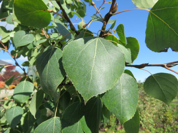 Populus tremuloides Amigo - Image 3