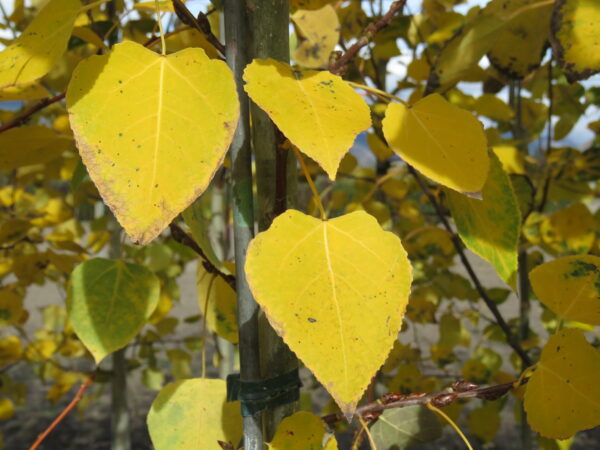 Populus tremuloides Amigo - Image 4