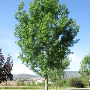 Populus x Byland Green