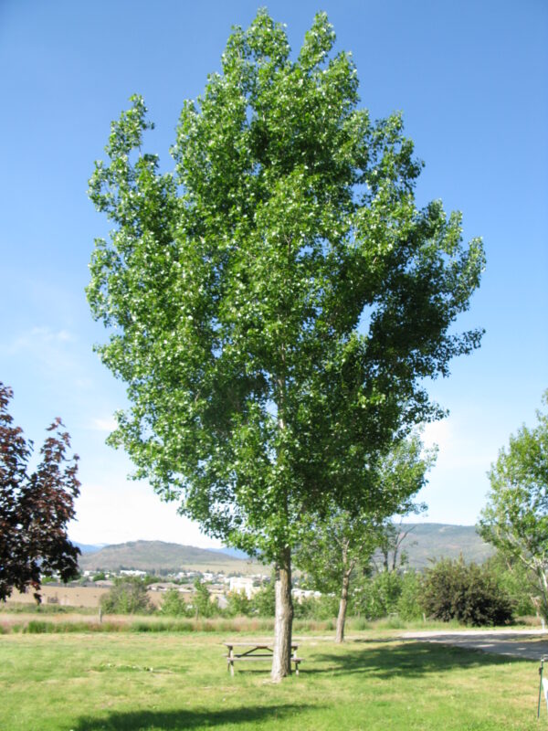 Populus x Byland Green