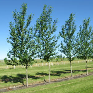 Populus x Okanese