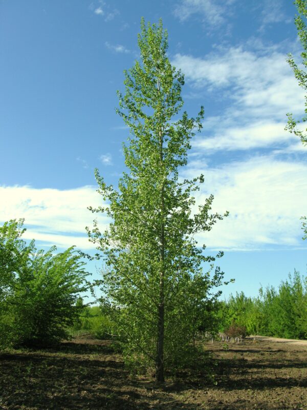 Populus x Sundancer - Image 4