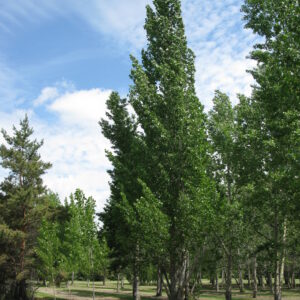 Populus x Sundancer