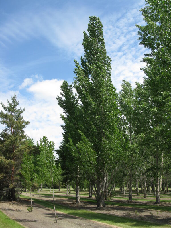 Populus x Sundancer