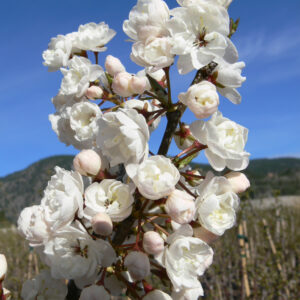 Prunus nigra Princess Kay
