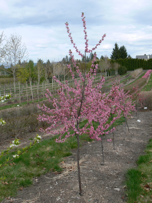 Prunus nigrella Muckle - Image 2