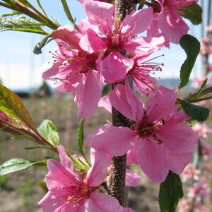 Prunus nigrella Muckle