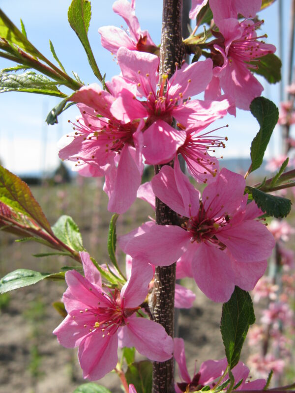 Prunus nigrella Muckle