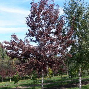 Prunus virginiana Spur