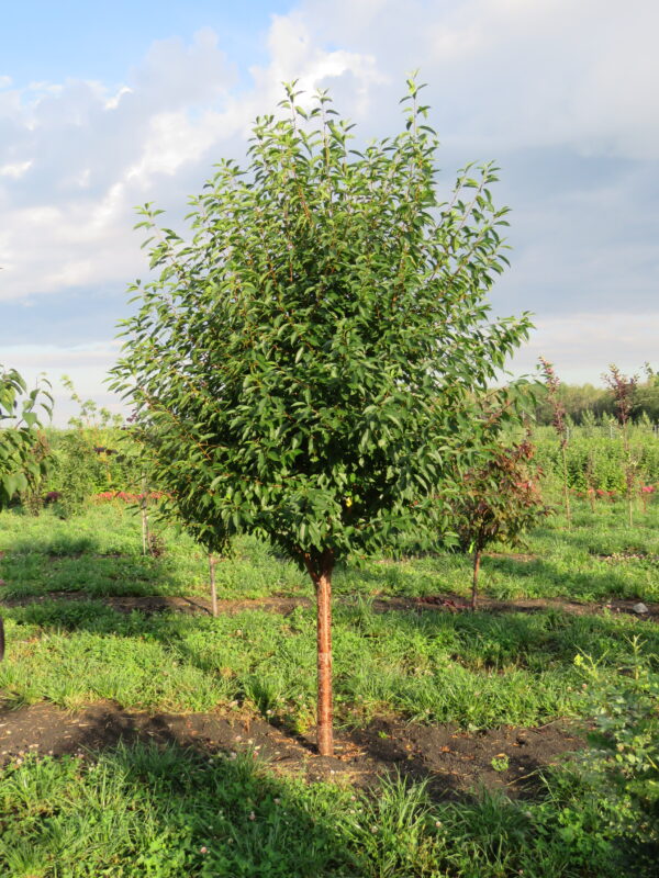 Prunus x Ming - Image 2