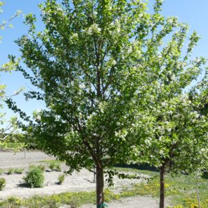 Prunus x Ming