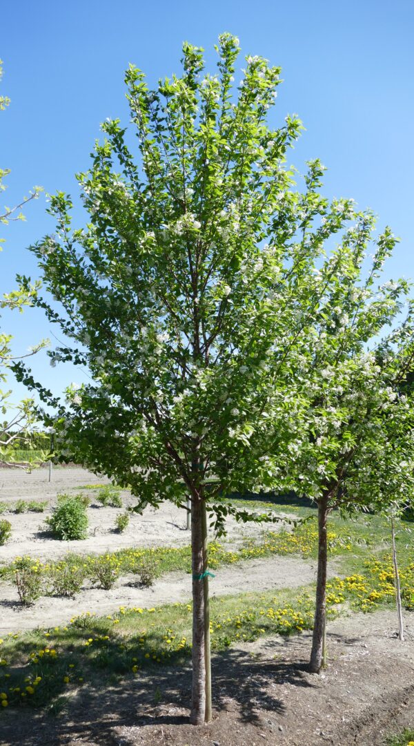 Prunus x Ming