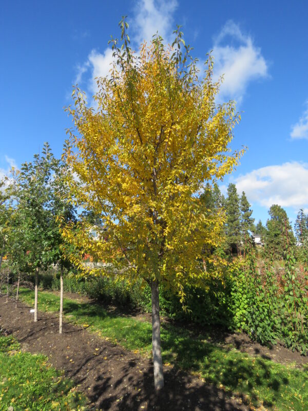 Prunus x Ming - Image 3