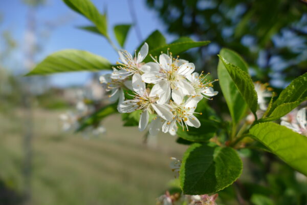 Prunus x Ming - Image 4