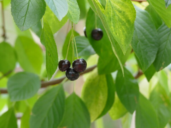 Prunus x Ming - Image 5