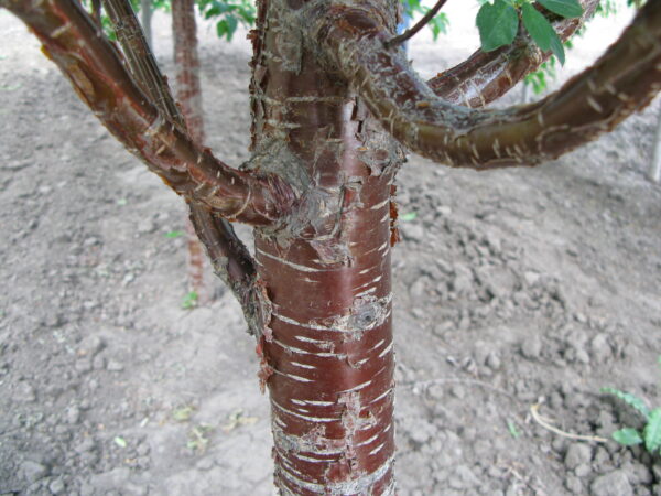 Prunus x Ming - Image 6