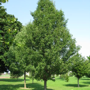 Pyrus calleryana Chanticleer®