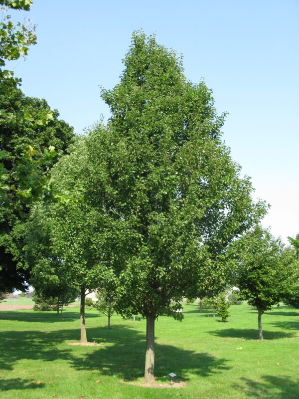 Pyrus calleryana Chanticleer®