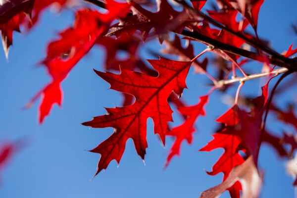 Quercus ellipsoidalis Majestic Skies™ (FE) - Image 4