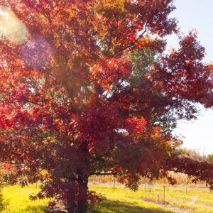 Quercus ellipsoidalis Majestic Skies™ (FE)