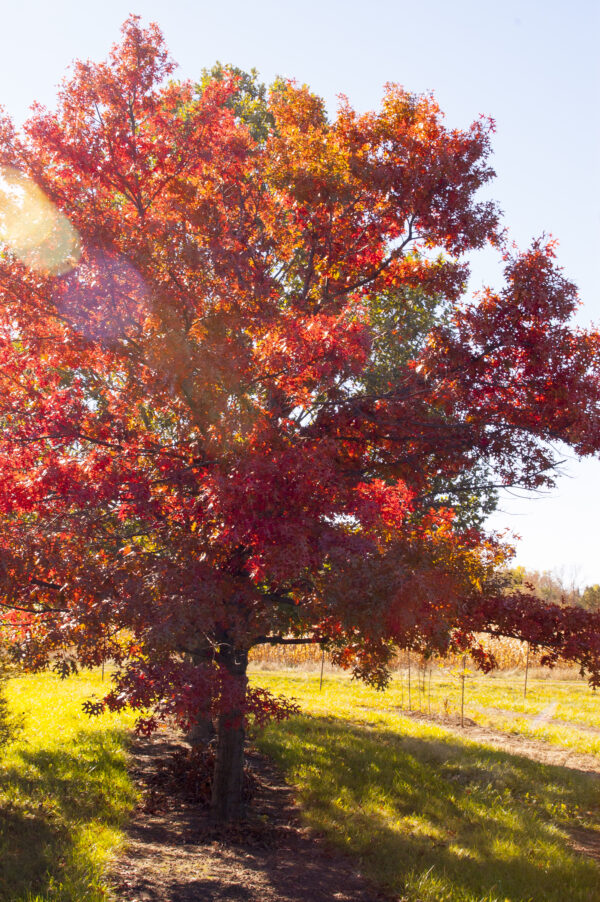 Quercus ellipsoidalis Majestic Skies™ (FE)