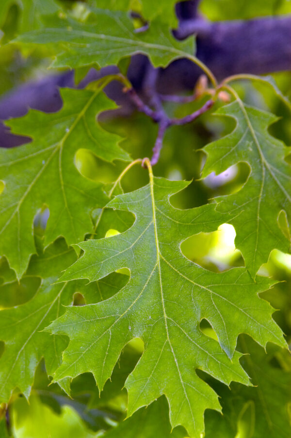 Quercus ellipsoidalis Majestic Skies™ (FE) - Image 3