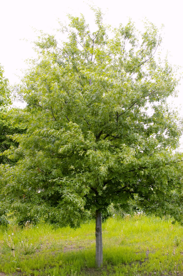 Quercus ellipsoidalis Majestic Skies™ (FE) - Image 2