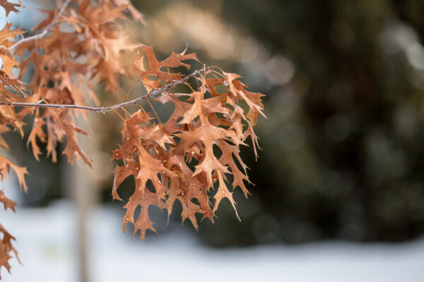 Quercus ellipsoidalis Majestic Skies™ (FE) - Image 5