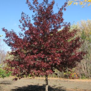 Quercus ellipsoidalis Shooting Star™