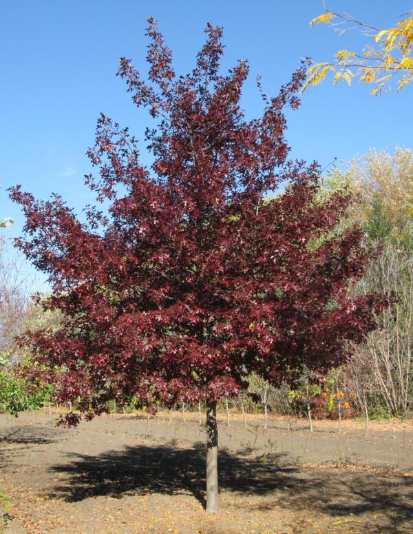 Quercus ellipsoidalis Shooting Star™