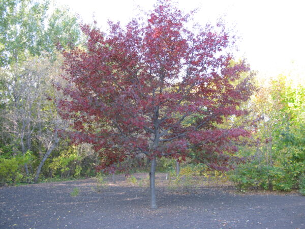 Quercus ellipsoidalis Shooting Star™ - Image 2