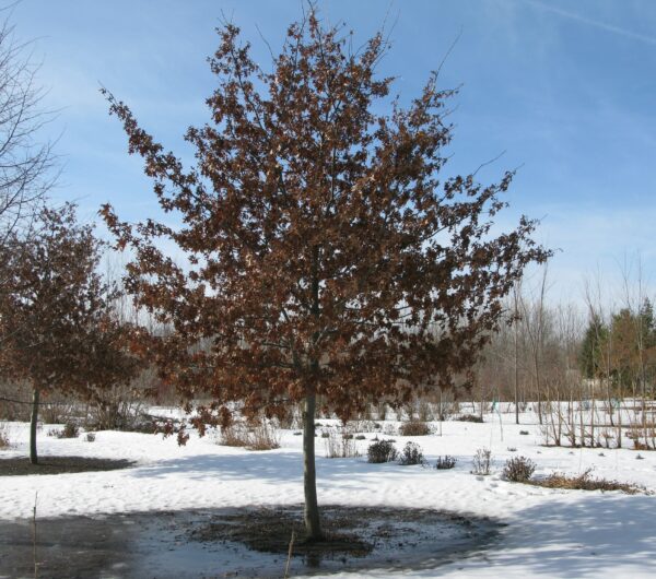 Quercus ellipsoidalis Shooting Star™ - Image 3