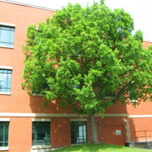 Quercus macrocarpa