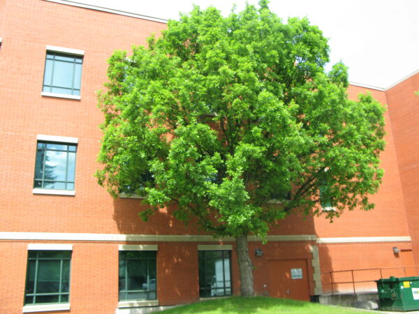 Quercus macrocarpa