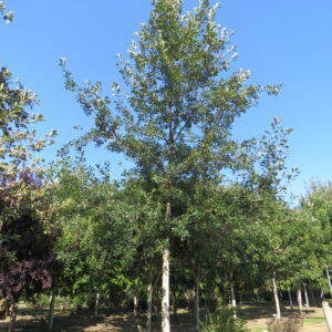 Quercus macrocarpa Bolt