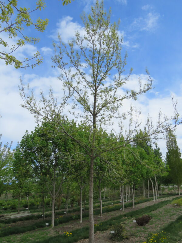 Quercus macrocarpa Bolt - Image 2