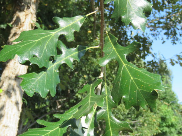 Quercus macrocarpa Bolt - Image 3