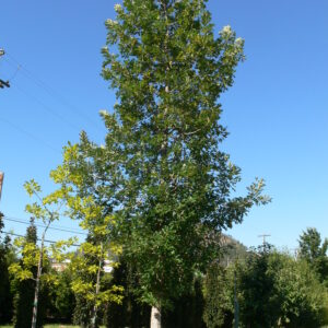 Quercus macrocarpa Top Gun®
