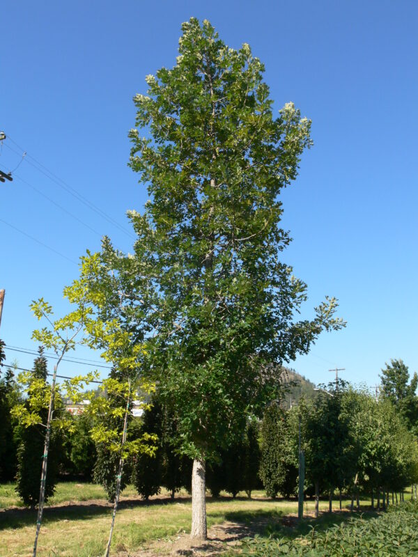 Quercus macrocarpa Top Gun®