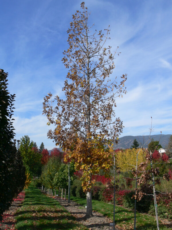 Quercus macrocarpa Top Gun® - Image 2