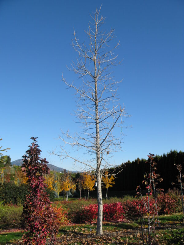 Quercus macrocarpa Top Gun® - Image 3