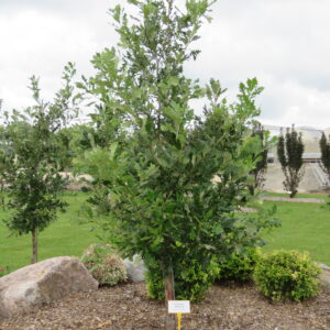 Quercus x jackiana Admiration®